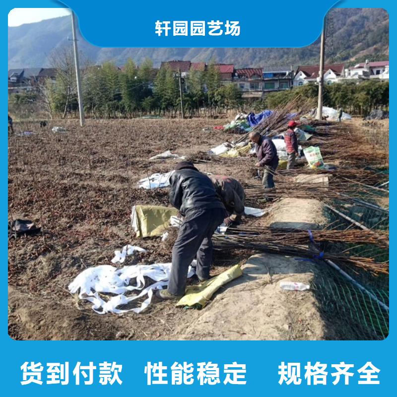 北美冬青-视频-竹溪|茅箭|襄阳|荆州|黄冈|随州|鄂州北美冬青好品质经得住考验-轩园园艺场(十堰市分公司)
