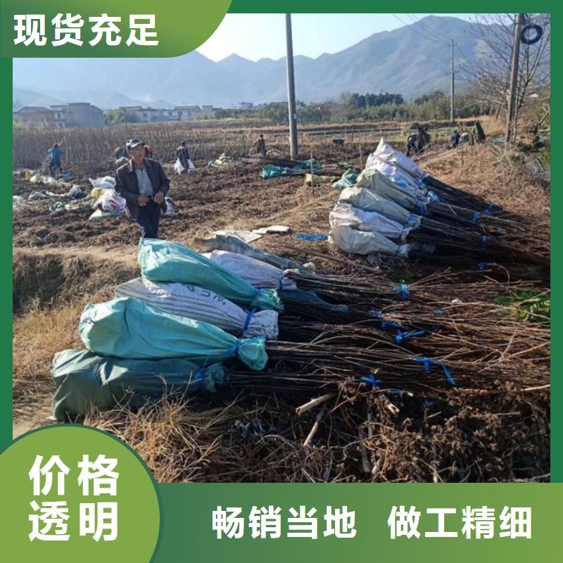 北美冬青-视频-北美冬青(轩园)覆盖地域吉林省吉林市船营|龙潭|四平|延边|辽源|长春|通化