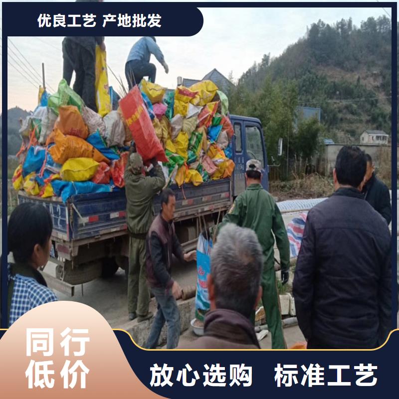 北美冬青-视频-竹溪|茅箭|襄阳|荆州|黄冈|随州|鄂州北美冬青好品质经得住考验-轩园园艺场(十堰市分公司)