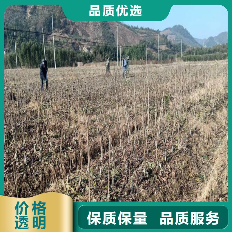 北美冬青-视频-北美冬青(轩园)覆盖地域吉林省吉林市船营|龙潭|四平|延边|辽源|长春|通化