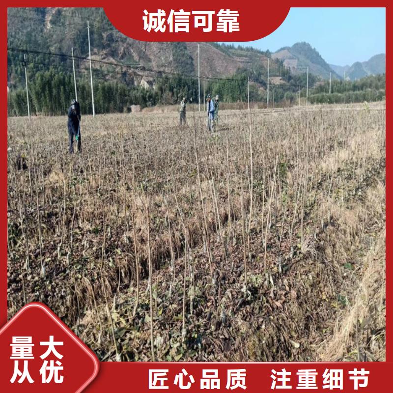 碧根果苹果苗客户满意度高