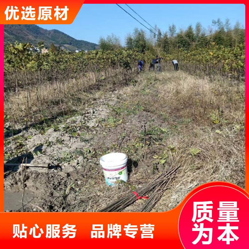 碧根果苹果苗客户满意度高