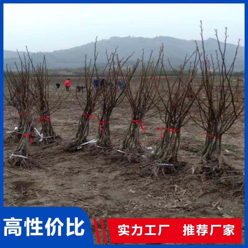 北美冬青-视频-北美冬青(轩园)覆盖地域吉林省吉林市船营|龙潭|四平|延边|辽源|长春|通化