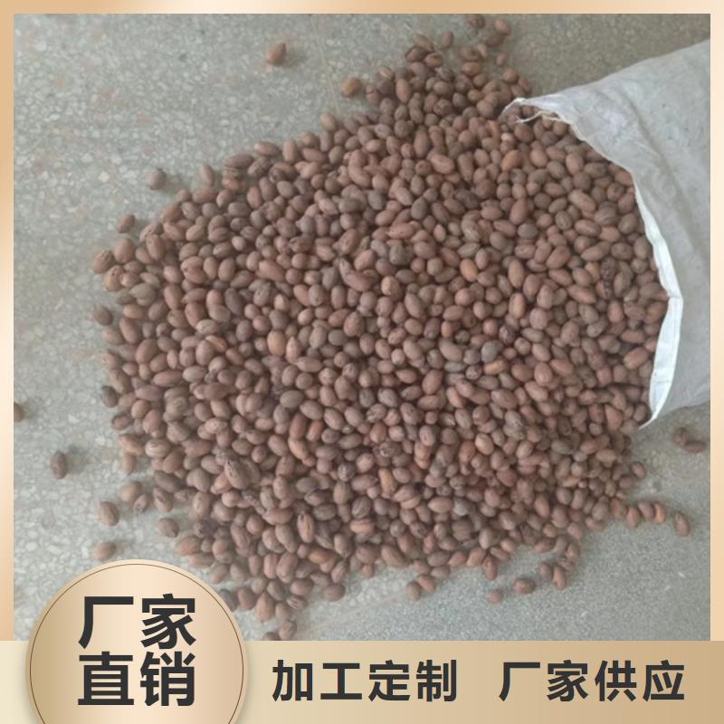 北美冬青-视频-北美冬青-轩园园艺场(南阳市分公司)服务区域内乡|宛城|濮阳|信阳|焦作|许昌|新乡|郑州|洛阳