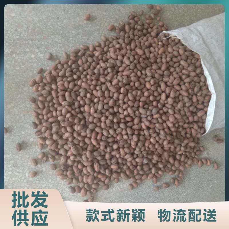 北美冬青-视频-北美冬青(轩园)覆盖地域吉林省吉林市船营|龙潭|四平|延边|辽源|长春|通化