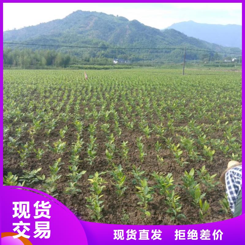 北美冬青-视频-北美冬青-轩园园艺场(南阳市分公司)服务区域内乡|宛城|濮阳|信阳|焦作|许昌|新乡|郑州|洛阳