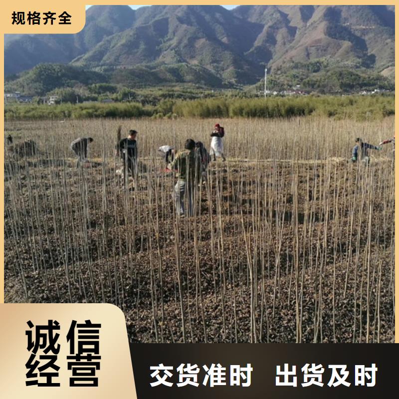 北美冬青-视频-北美冬青(轩园)覆盖地域吉林省吉林市船营|龙潭|四平|延边|辽源|长春|通化