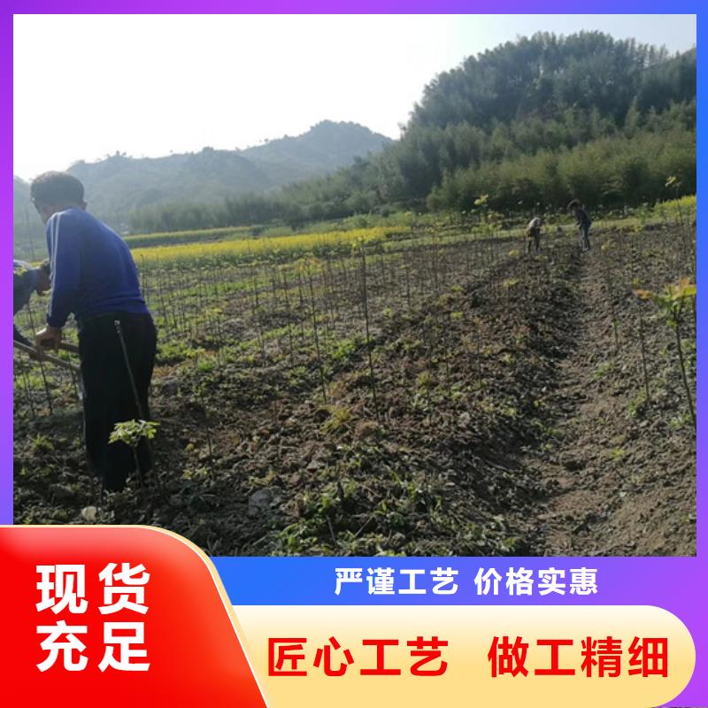 北美冬青-视频-北美冬青-轩园园艺场(南阳市分公司)服务区域内乡|宛城|濮阳|信阳|焦作|许昌|新乡|郑州|洛阳