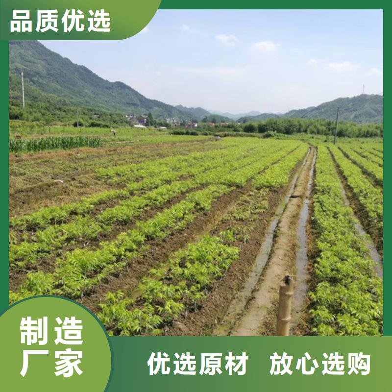 北美冬青-视频-北美冬青(轩园)覆盖地域吉林省吉林市船营|龙潭|四平|延边|辽源|长春|通化