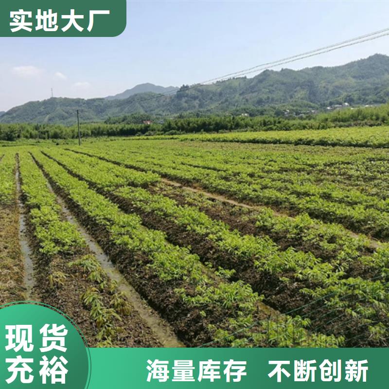 北美冬青-视频-北美冬青-轩园园艺场(南阳市分公司)服务区域内乡|宛城|濮阳|信阳|焦作|许昌|新乡|郑州|洛阳