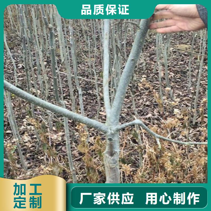 北美冬青-视频-北美冬青-轩园园艺场(南阳市分公司)服务区域内乡|宛城|濮阳|信阳|焦作|许昌|新乡|郑州|洛阳