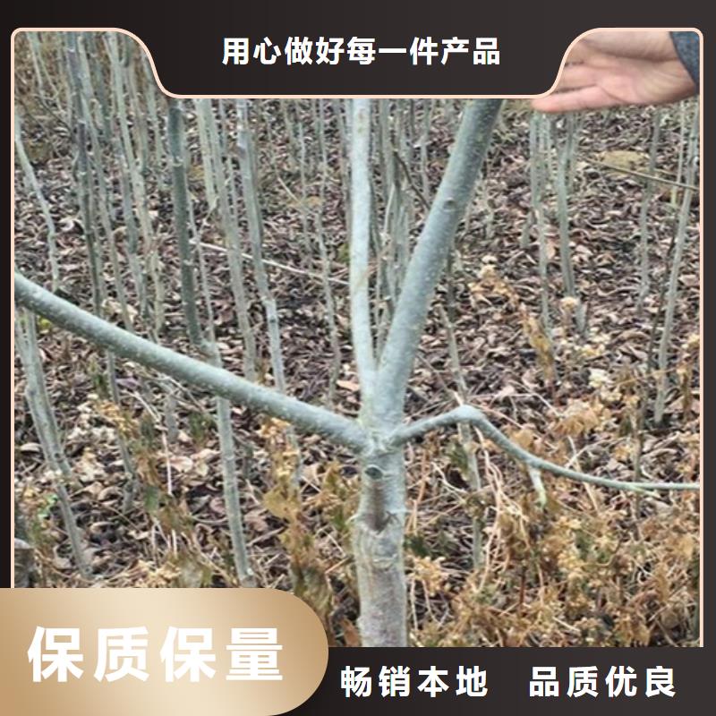北美冬青-视频-北美冬青(轩园)覆盖地域吉林省吉林市船营|龙潭|四平|延边|辽源|长春|通化
