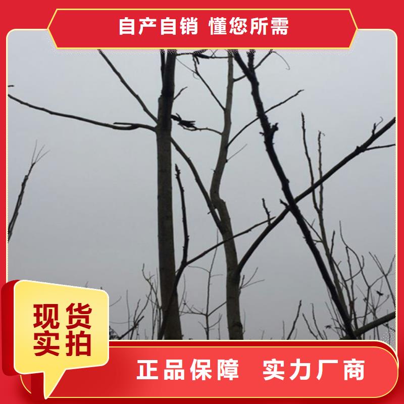 北美冬青-视频-北美冬青(轩园)覆盖地域吉林省吉林市船营|龙潭|四平|延边|辽源|长春|通化
