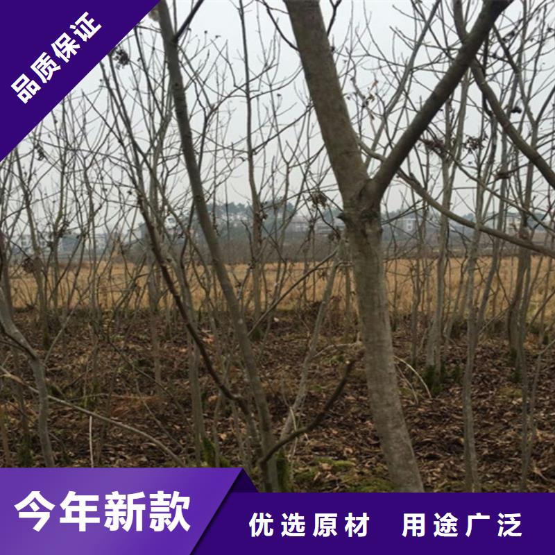 北美冬青-视频-北美冬青(轩园)覆盖地域吉林省吉林市船营|龙潭|四平|延边|辽源|长春|通化