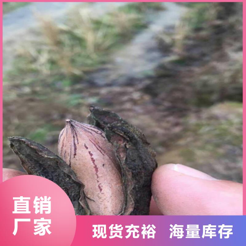 北美冬青-视频-北美冬青-轩园园艺场(南阳市分公司)服务区域内乡|宛城|濮阳|信阳|焦作|许昌|新乡|郑州|洛阳