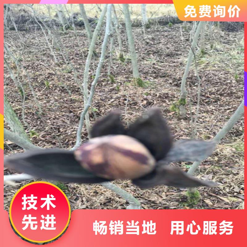 碧根果_梨树苗实力公司