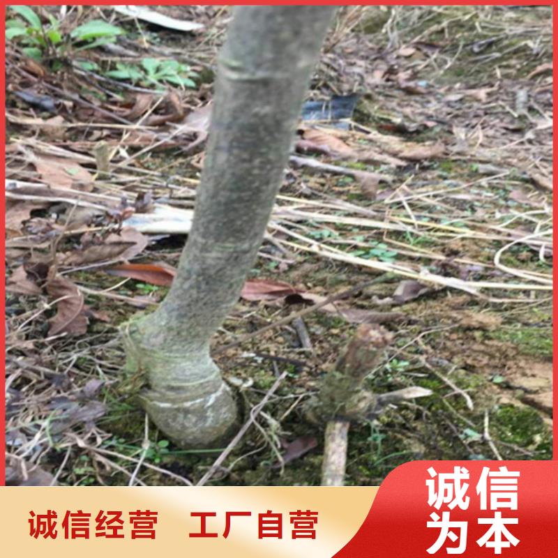 北美冬青-视频-竹溪|茅箭|襄阳|荆州|黄冈|随州|鄂州北美冬青好品质经得住考验-轩园园艺场(十堰市分公司)