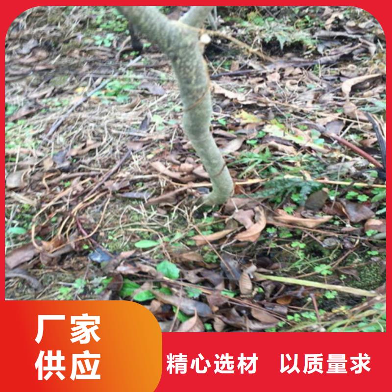 北美冬青-视频-竹溪|茅箭|襄阳|荆州|黄冈|随州|鄂州北美冬青好品质经得住考验-轩园园艺场(十堰市分公司)