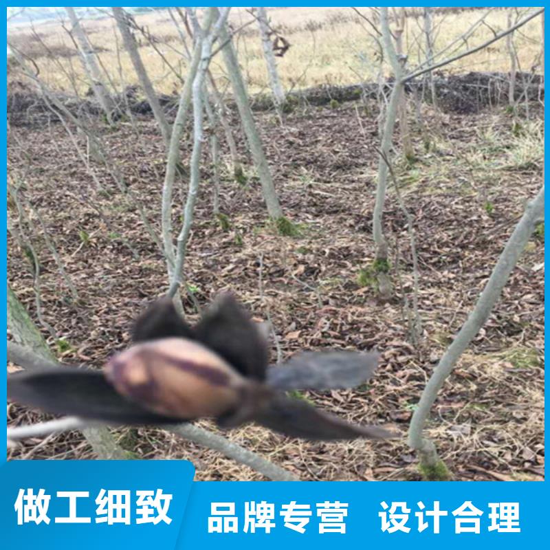 北美冬青-视频-竹溪|茅箭|襄阳|荆州|黄冈|随州|鄂州北美冬青好品质经得住考验-轩园园艺场(十堰市分公司)
