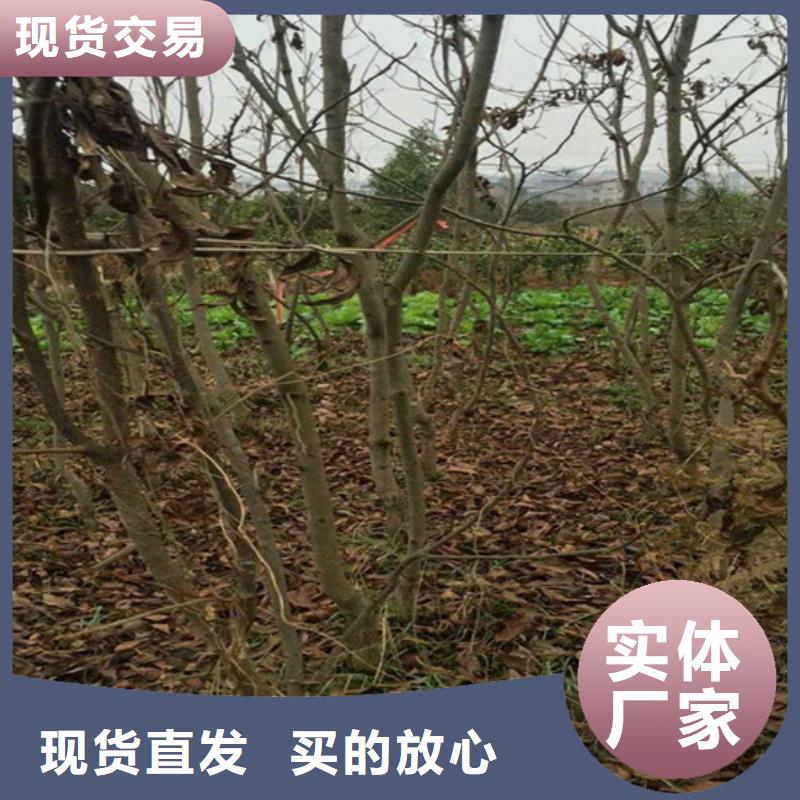 北美冬青-视频-北美冬青-轩园园艺场(南阳市分公司)服务区域内乡|宛城|濮阳|信阳|焦作|许昌|新乡|郑州|洛阳