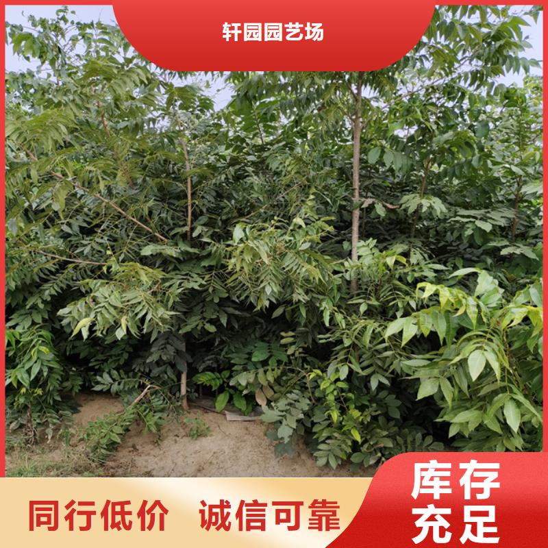 碧根果苹果苗客户满意度高