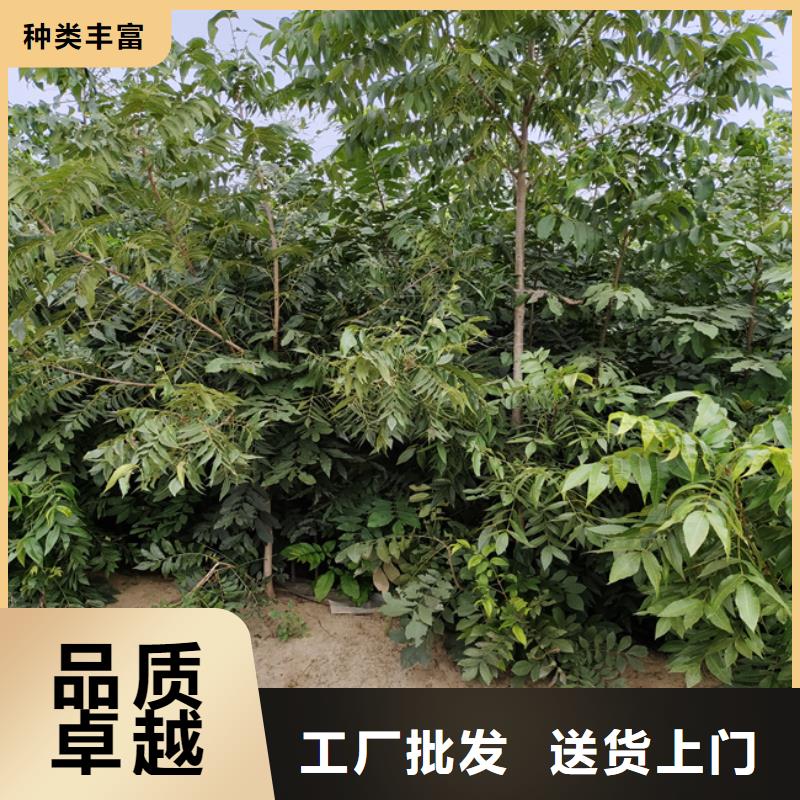 北美冬青-视频-竹溪|茅箭|襄阳|荆州|黄冈|随州|鄂州北美冬青好品质经得住考验-轩园园艺场(十堰市分公司)