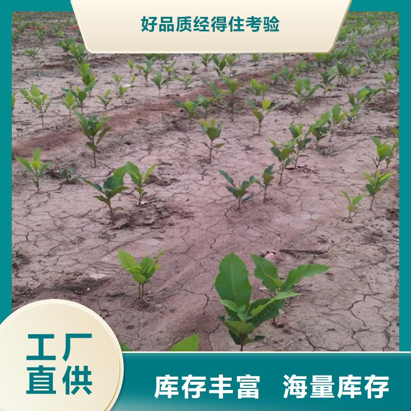 北美冬青-视频-竹溪|茅箭|襄阳|荆州|黄冈|随州|鄂州北美冬青好品质经得住考验-轩园园艺场(十堰市分公司)