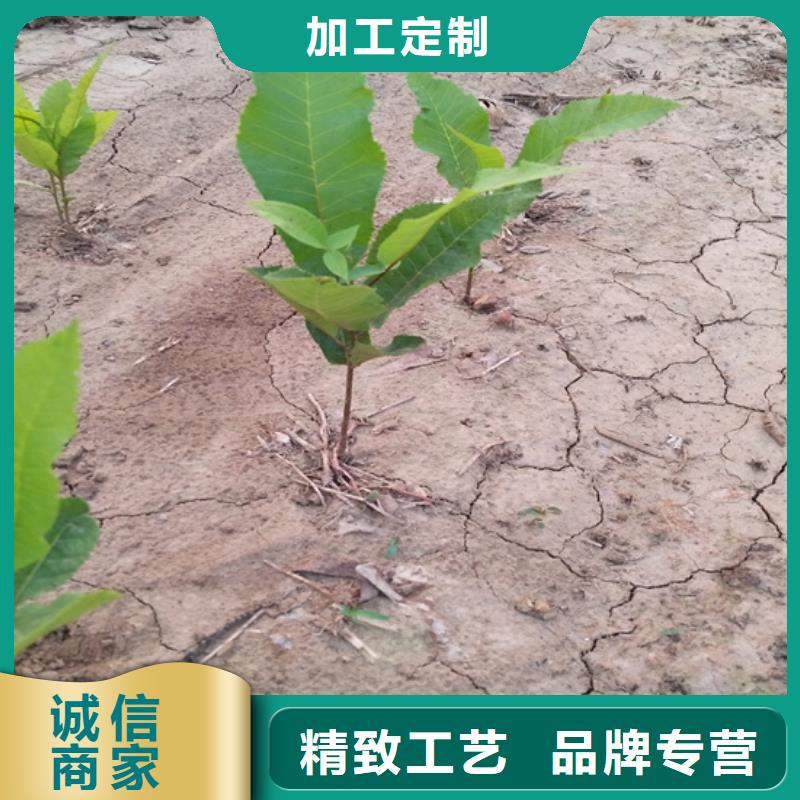 北美冬青-视频-北美冬青(轩园)覆盖地域吉林省吉林市船营|龙潭|四平|延边|辽源|长春|通化