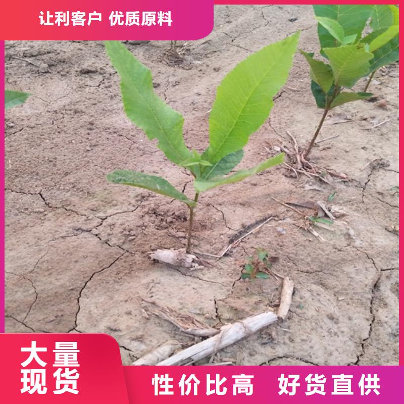 北美冬青-视频-北美冬青(轩园)覆盖地域吉林省吉林市船营|龙潭|四平|延边|辽源|长春|通化