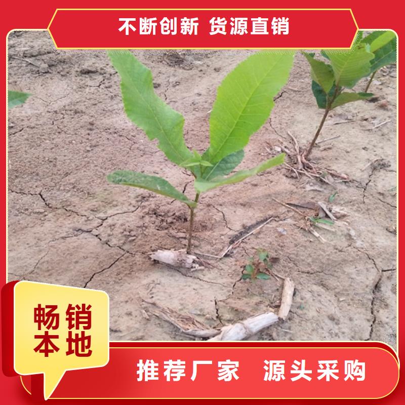 碧根果_梨树苗实力公司