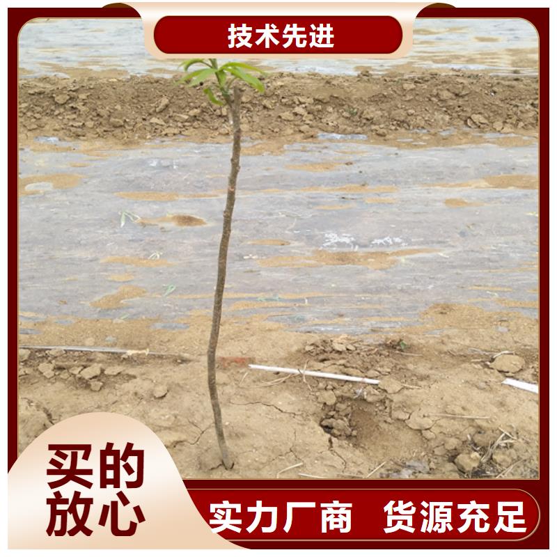 北美冬青-视频-北美冬青(轩园)覆盖地域吉林省吉林市船营|龙潭|四平|延边|辽源|长春|通化