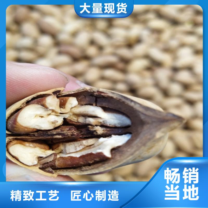 北美冬青-视频-北美冬青-轩园园艺场(南阳市分公司)服务区域内乡|宛城|濮阳|信阳|焦作|许昌|新乡|郑州|洛阳