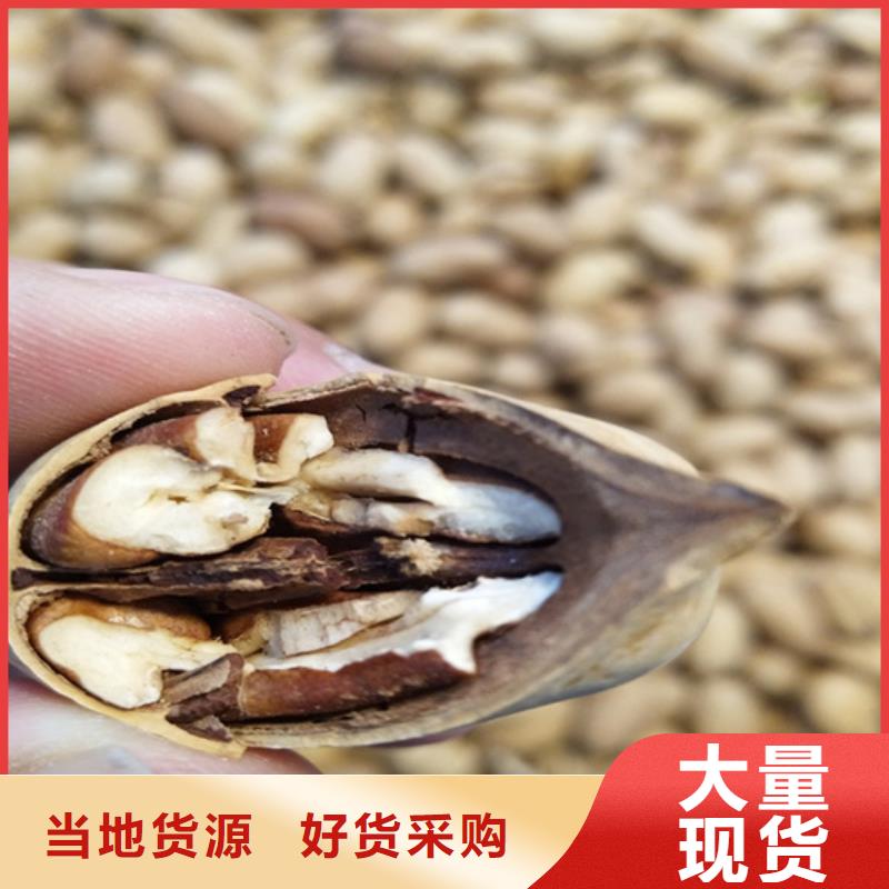 碧根果_梨树苗实力公司