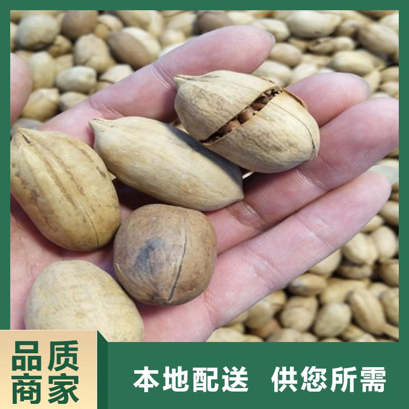 北美冬青-视频-北美冬青-轩园园艺场(南阳市分公司)服务区域内乡|宛城|濮阳|信阳|焦作|许昌|新乡|郑州|洛阳
