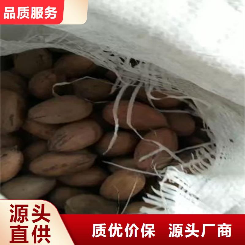 碧根果_梨树苗实力公司