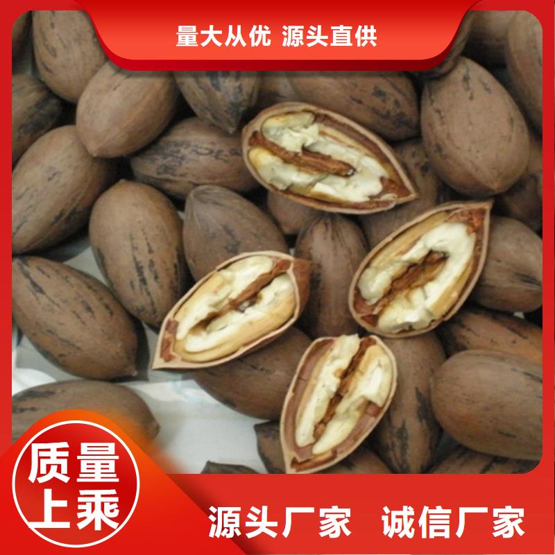 北美冬青-视频-北美冬青-轩园园艺场(南阳市分公司)服务区域内乡|宛城|濮阳|信阳|焦作|许昌|新乡|郑州|洛阳