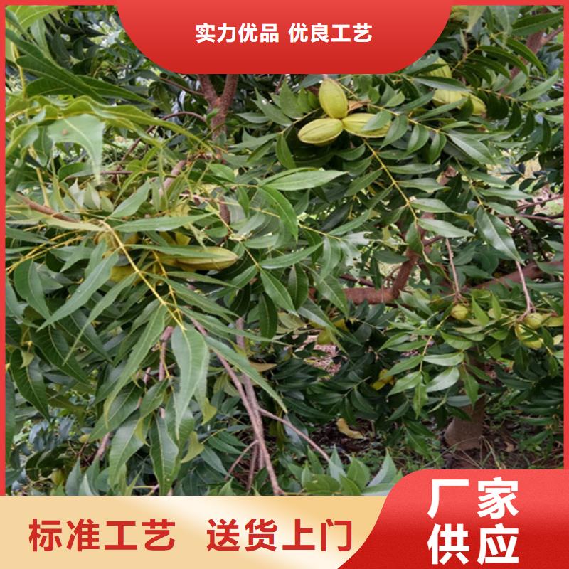 北美冬青-视频-北美冬青(轩园)覆盖地域吉林省吉林市船营|龙潭|四平|延边|辽源|长春|通化