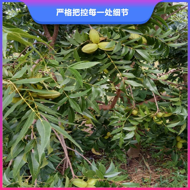 碧根果_梨树苗实力公司