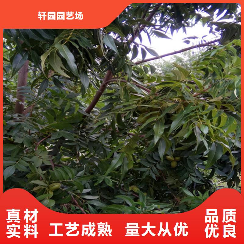 碧根果_梨树苗实力公司