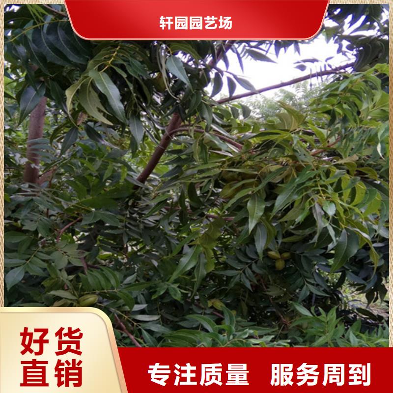 北美冬青-视频-北美冬青(轩园)覆盖地域吉林省吉林市船营|龙潭|四平|延边|辽源|长春|通化