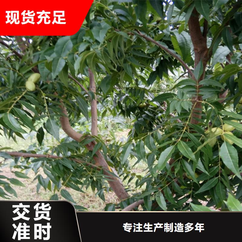北美冬青-视频-北美冬青(轩园)覆盖地域吉林省吉林市船营|龙潭|四平|延边|辽源|长春|通化
