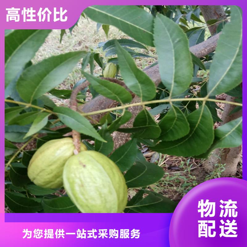 碧根果_梨树苗实力公司