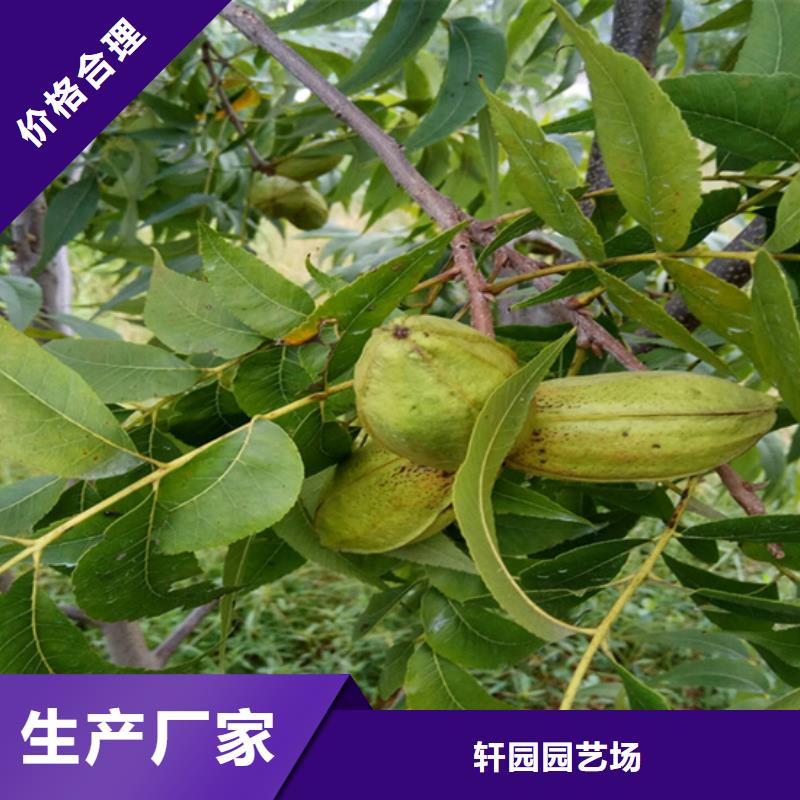 碧根果_梨树苗实力公司