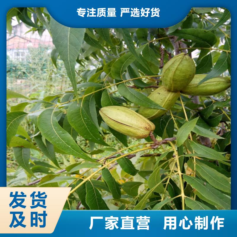 碧根果_梨树苗实力公司