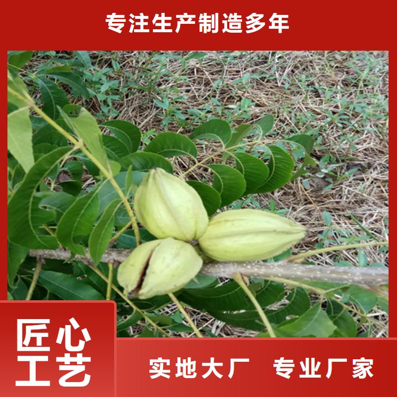 碧根果_梨树苗实力公司