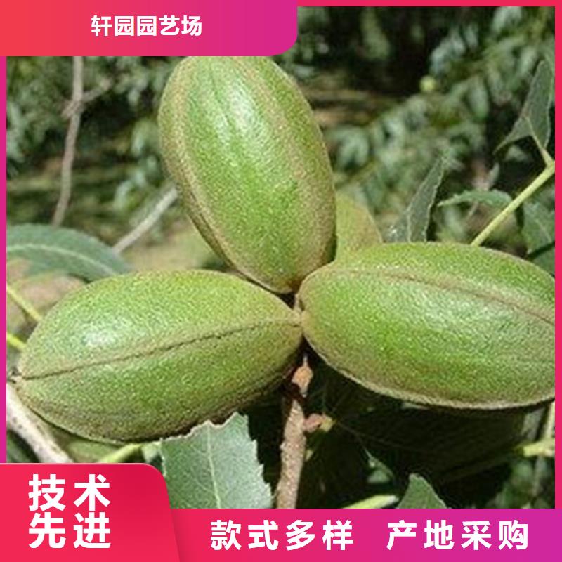 碧根果_梨树苗实力公司