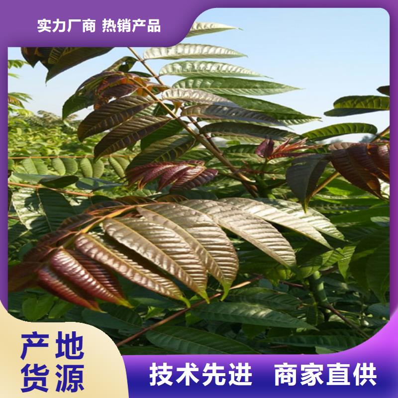 北美冬青-视频-北美冬青-山西省(本土)生产商-太原|晋城|朔州|阳泉|临汾