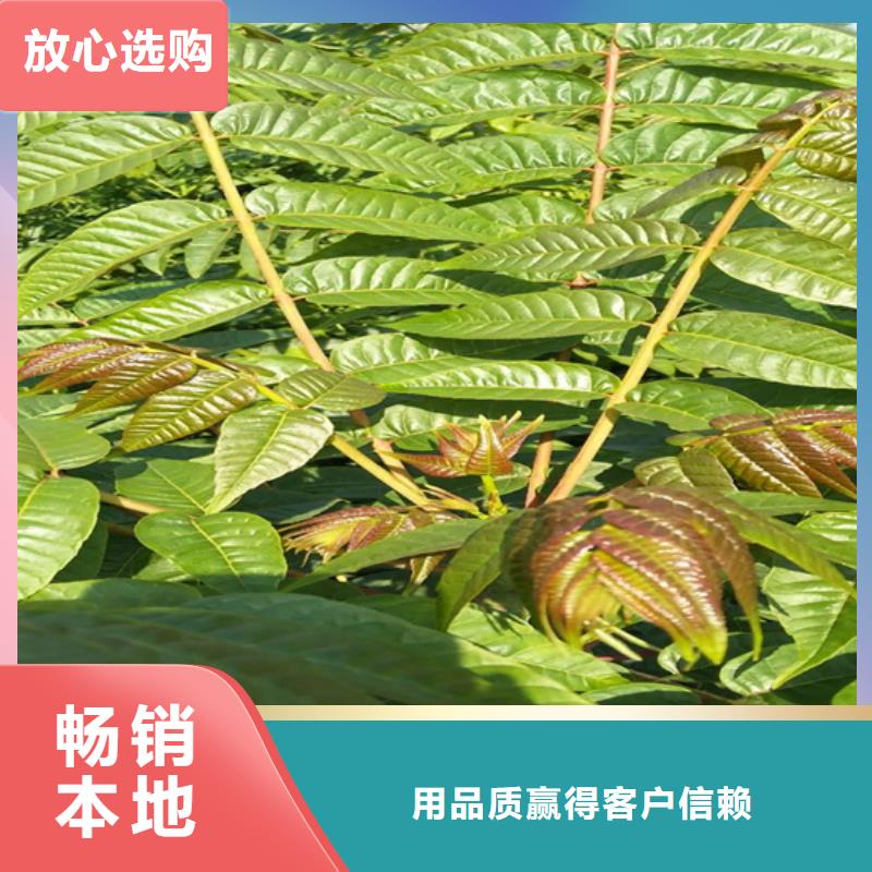 北美冬青-视频-北美冬青-山西省(本土)生产商-太原|晋城|朔州|阳泉|临汾