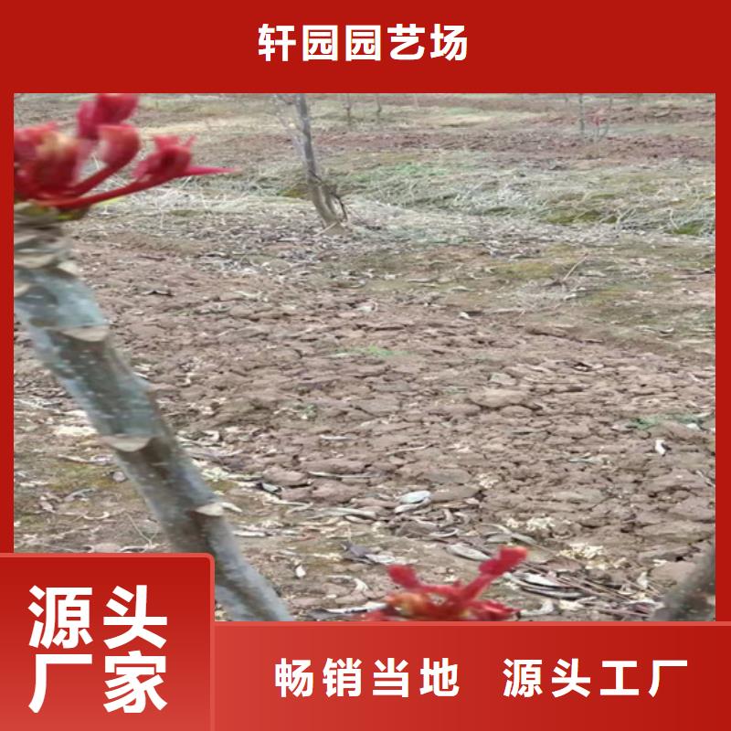 北美冬青-视频-江西省新余市轩园北美冬青可服务区域渝水|分宜|宜春|萍乡|吉安|上饶|抚州|景德镇等