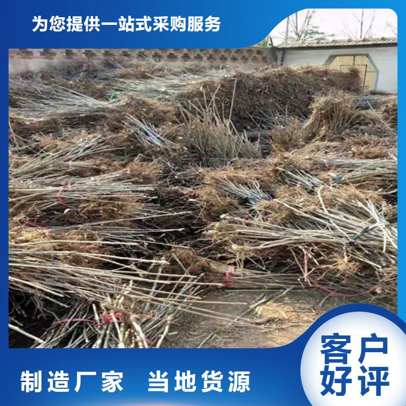北美冬青-视频-江西省新余市轩园北美冬青可服务区域渝水|分宜|宜春|萍乡|吉安|上饶|抚州|景德镇等